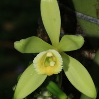 Vanilla planifolia Andrews